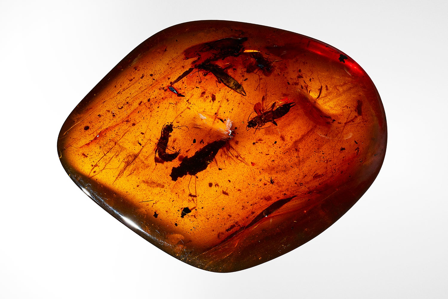 Earwig fossilized in orange amber