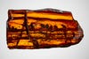 Been fossilized in orange amber