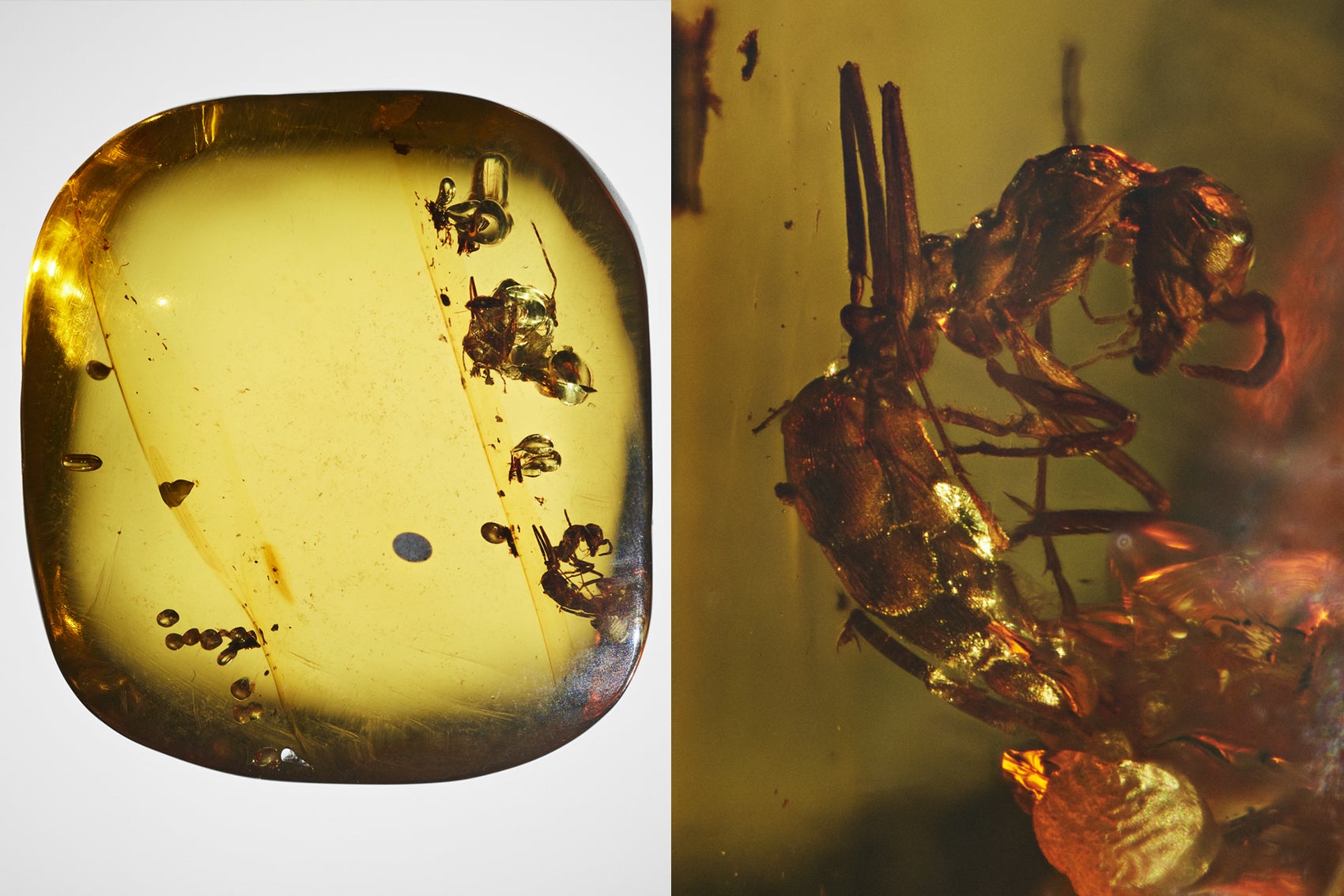 Ants fossilized in pale yellow amber closeup
