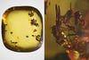 Ants fossilized in pale yellow amber closeup