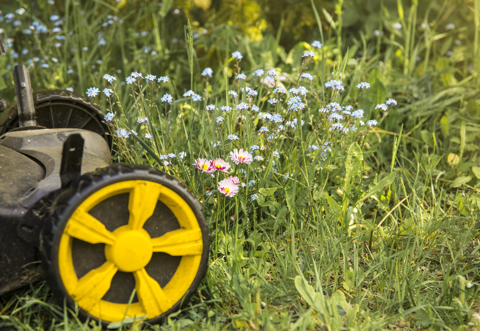 Cities are letting plants go wild for ‘No Mow May’