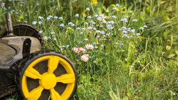 Yellow lawn mower next to lawn with tall grasses and pink and blue native wildflowers