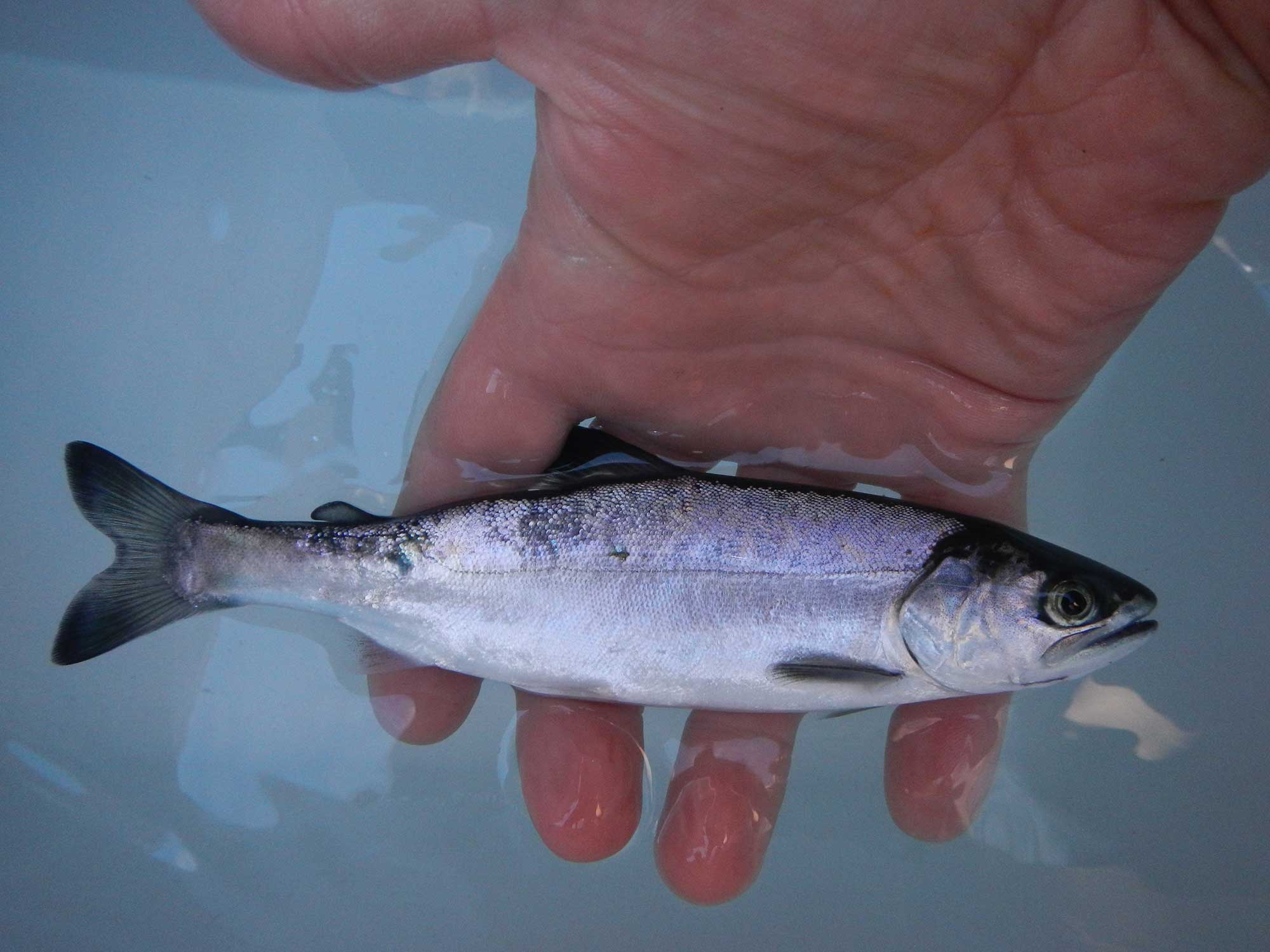 Este pez híbrido en Canadá podría ser una mala noticia