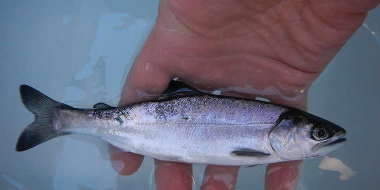 This wild salmon hybrid is raising concerns in Canada