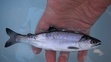 A photo of a salmon hybrid.