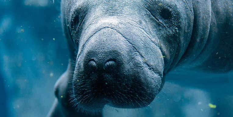 Environmental groups blame the EPA for more than 1,000 dead manatees