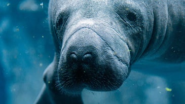 Environmental groups blame the EPA for more than 1,000 dead manatees