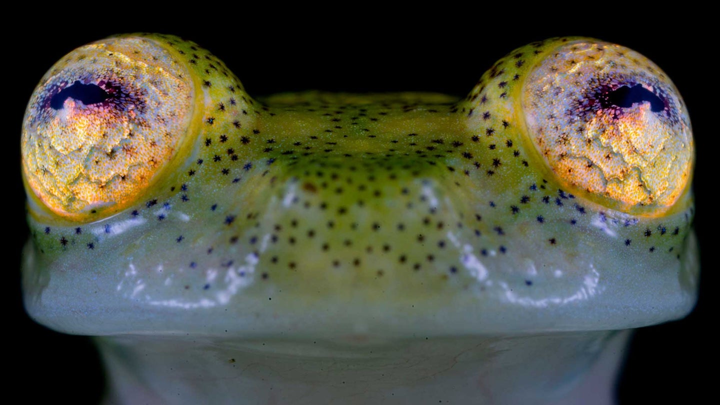 A crypto group named a new frog species, and people aren’t thrilled