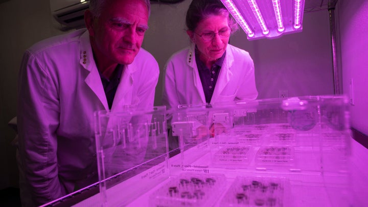 Two scientists in purple light look at trays of plants.