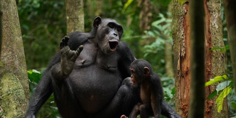 By combining screams, chimps seem to know 400 ‘words’