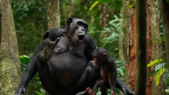 A chimpanzee sitting with a baby between her leg. Her mouth is open to yell.