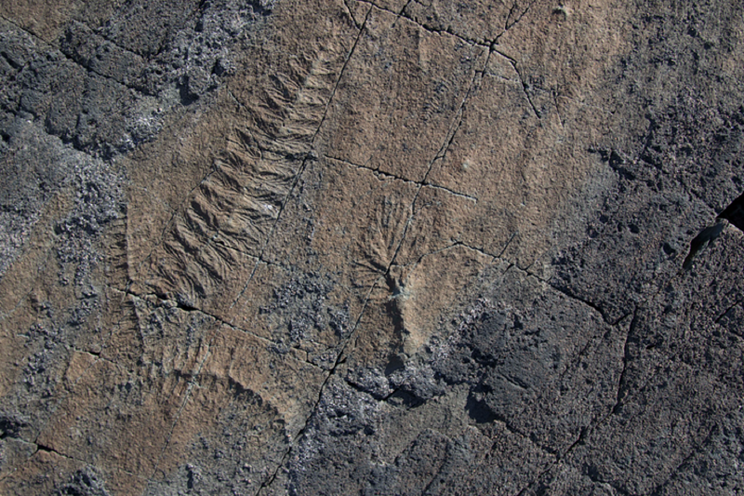 Spiny extinct animals fossilized in a seabed in Newfoundland, Canada