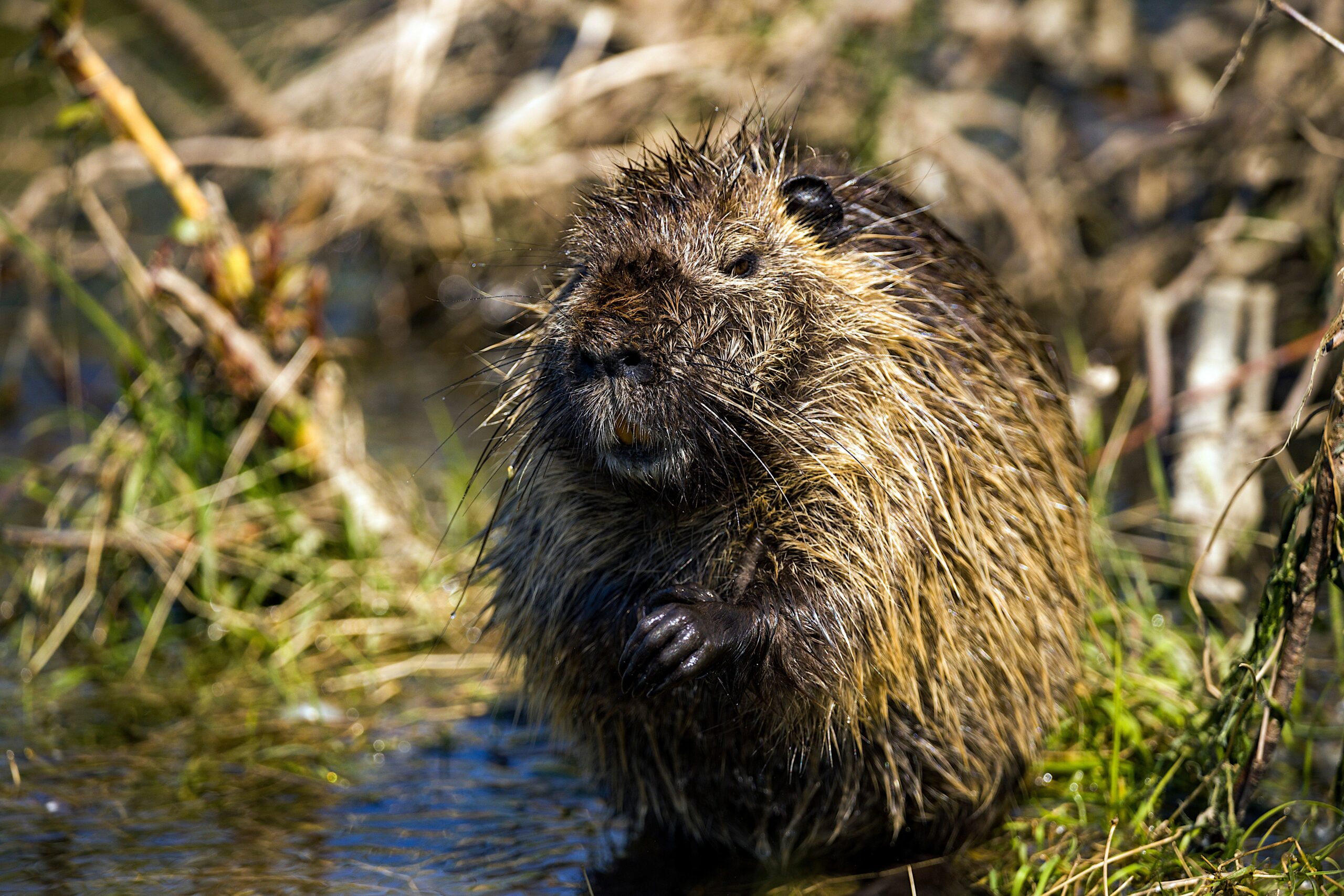 a beaver in a stream