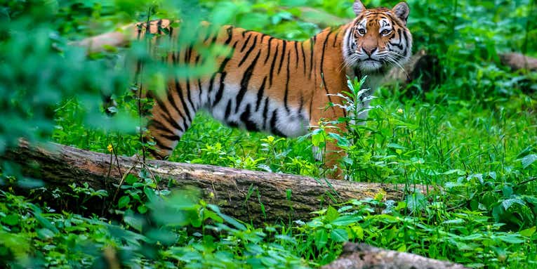 Deadly tiger encounters are on the rise in India