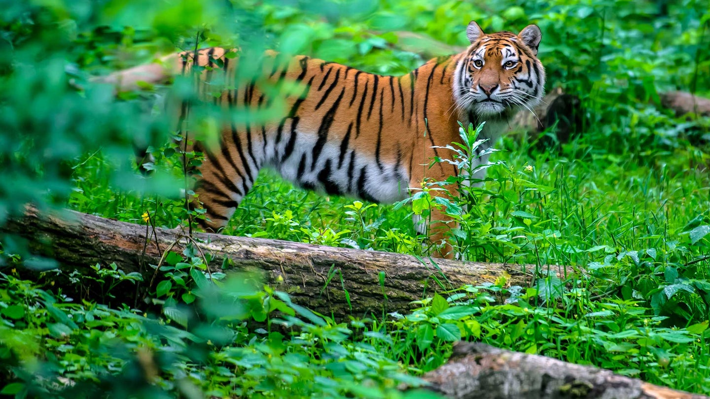 A photo of a tiger surrounded by foliage.