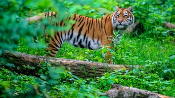 A photo of a tiger surrounded by foliage.
