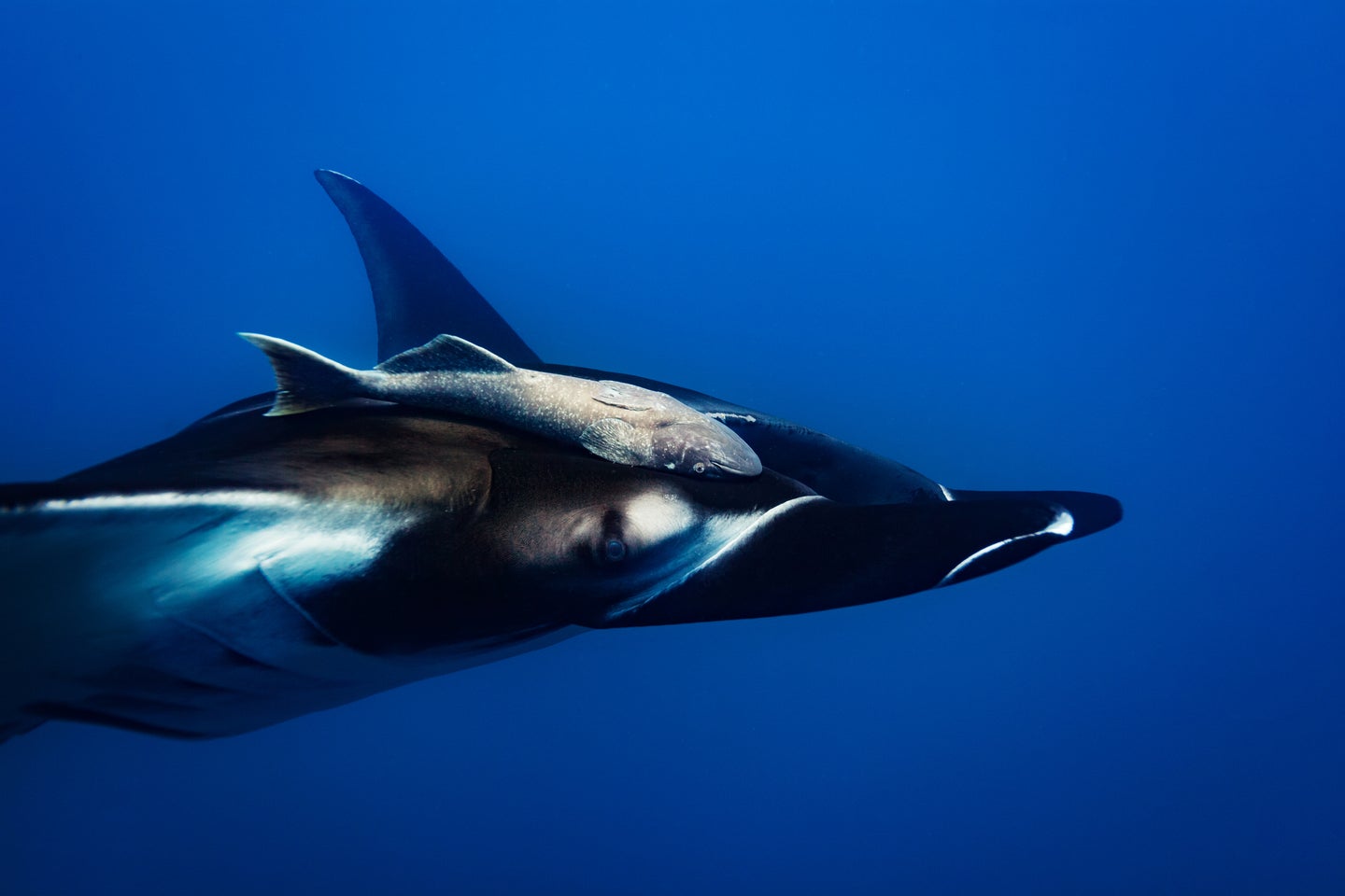 remora fish attached to swimming manta ray