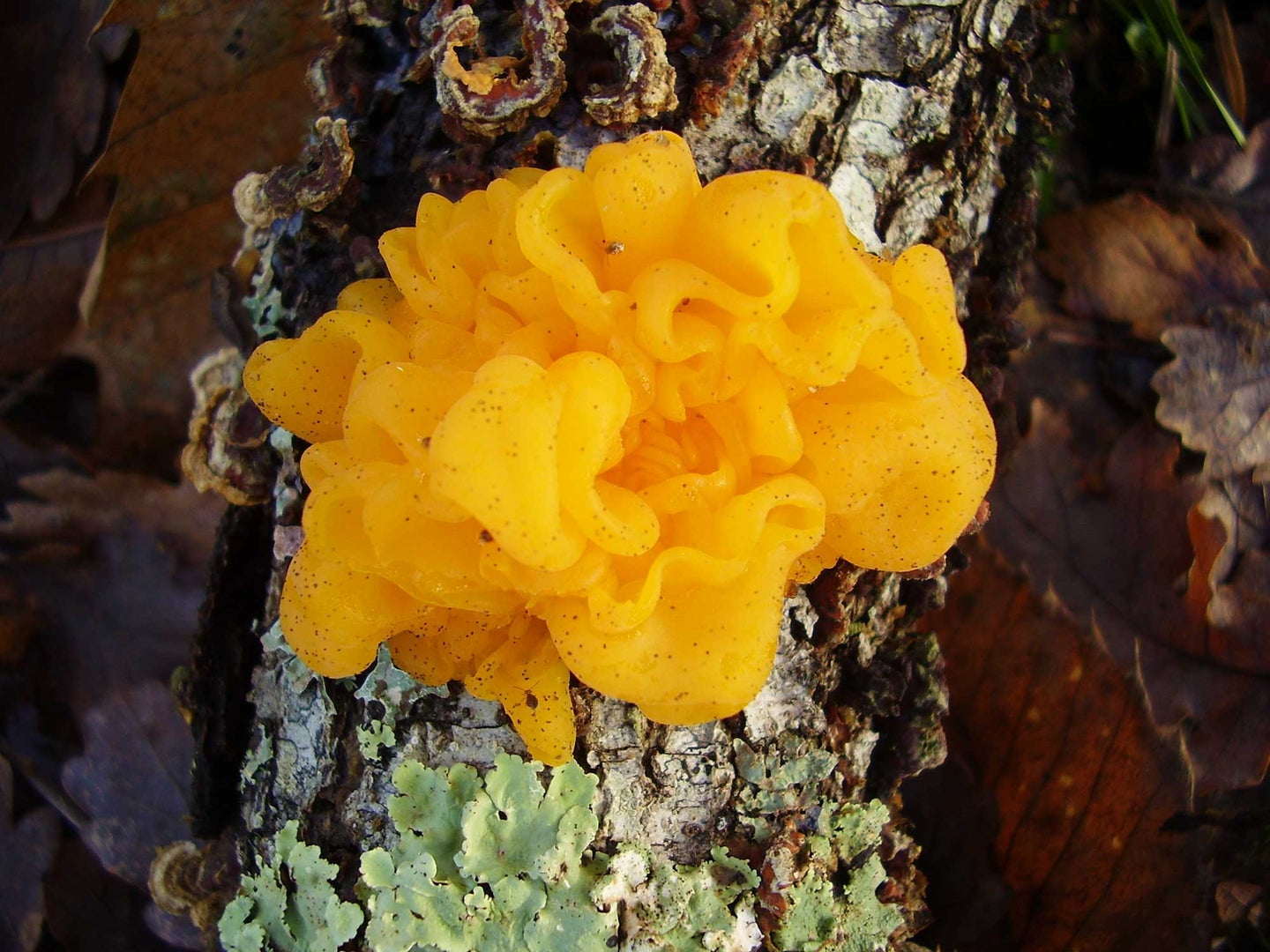 Photo of Fungi Tremella Mesenterica in a forest