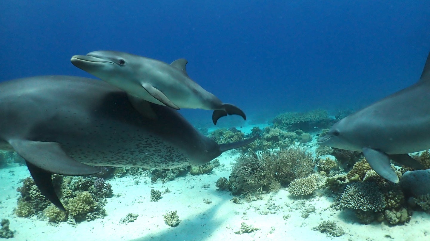 three dolphins near the sea floor rub themselves against coral