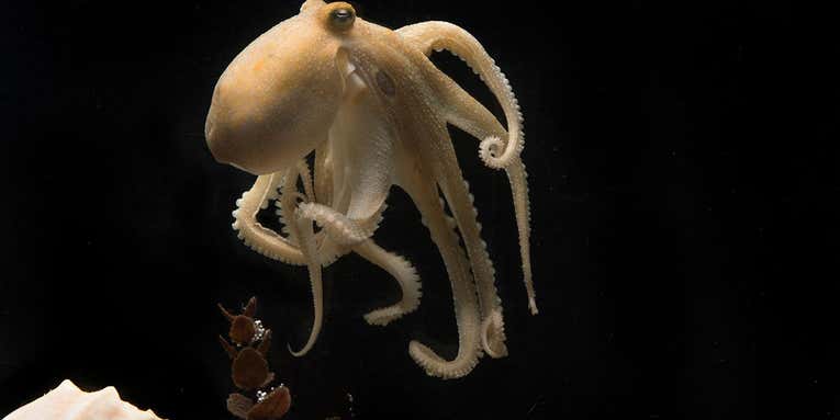 Octopus mothers often ‘self destruct.’ We might be closer to knowing why.