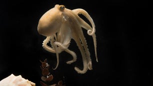Octopus bimaculoides in tank.