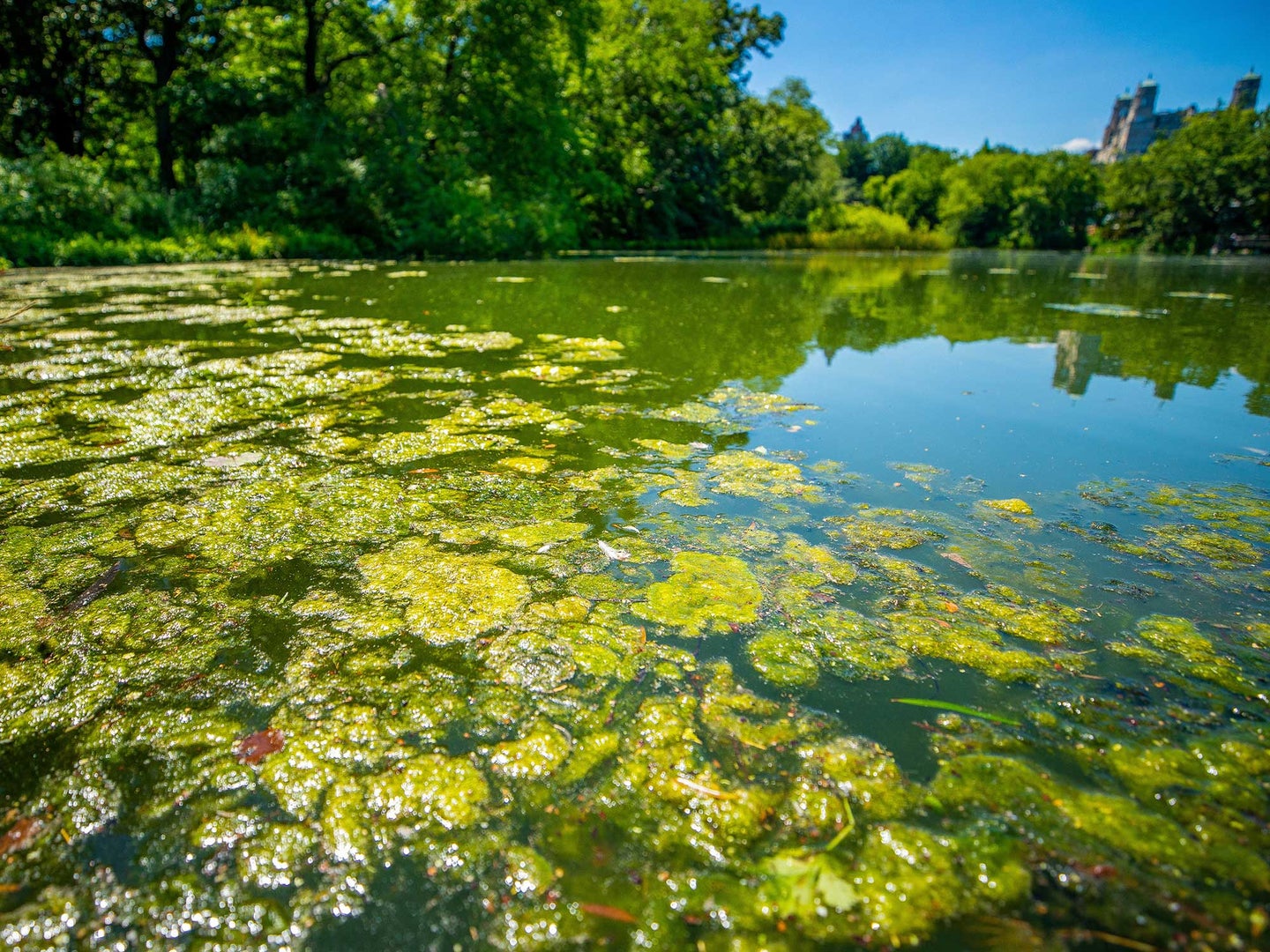 A photo of algae in a lake in Central Park.