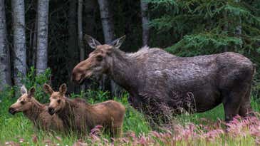 Climate change-emboldened ticks are killing off moose in Maine