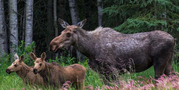 Climate change-emboldened ticks are killing off moose in Maine