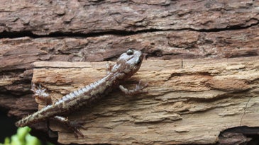 a small brown salamander on a log