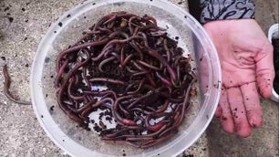a large mass of jumping worms in a bucket is compared to a person's hand size