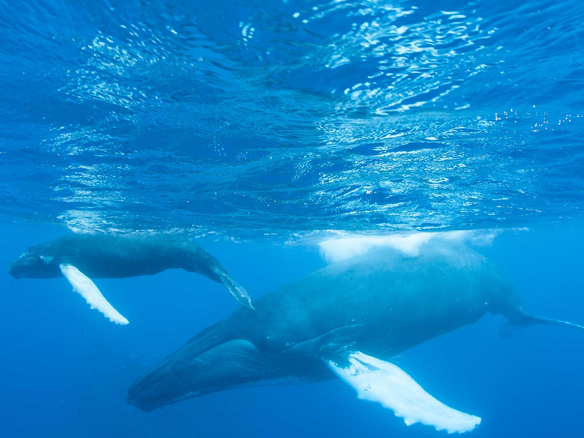 Le bruit des bateaux pousse les mamans baleines à bosse dans des eaux profondes et dangereuses