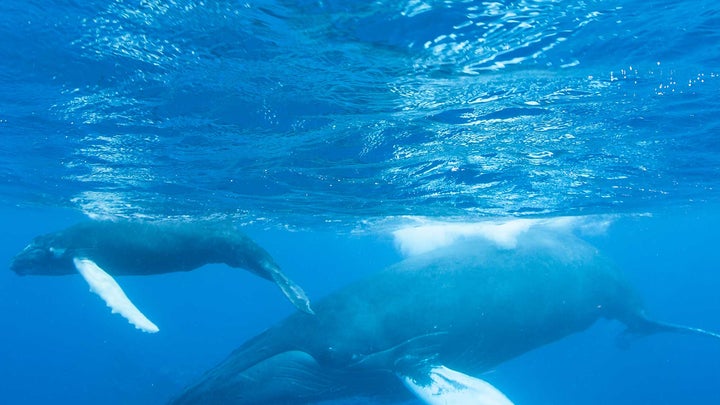A photo of a humpback whale and her calf.