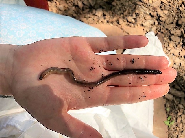 a worm in a person's hand