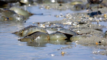 A horde of horseshoe crabs mates on the beach