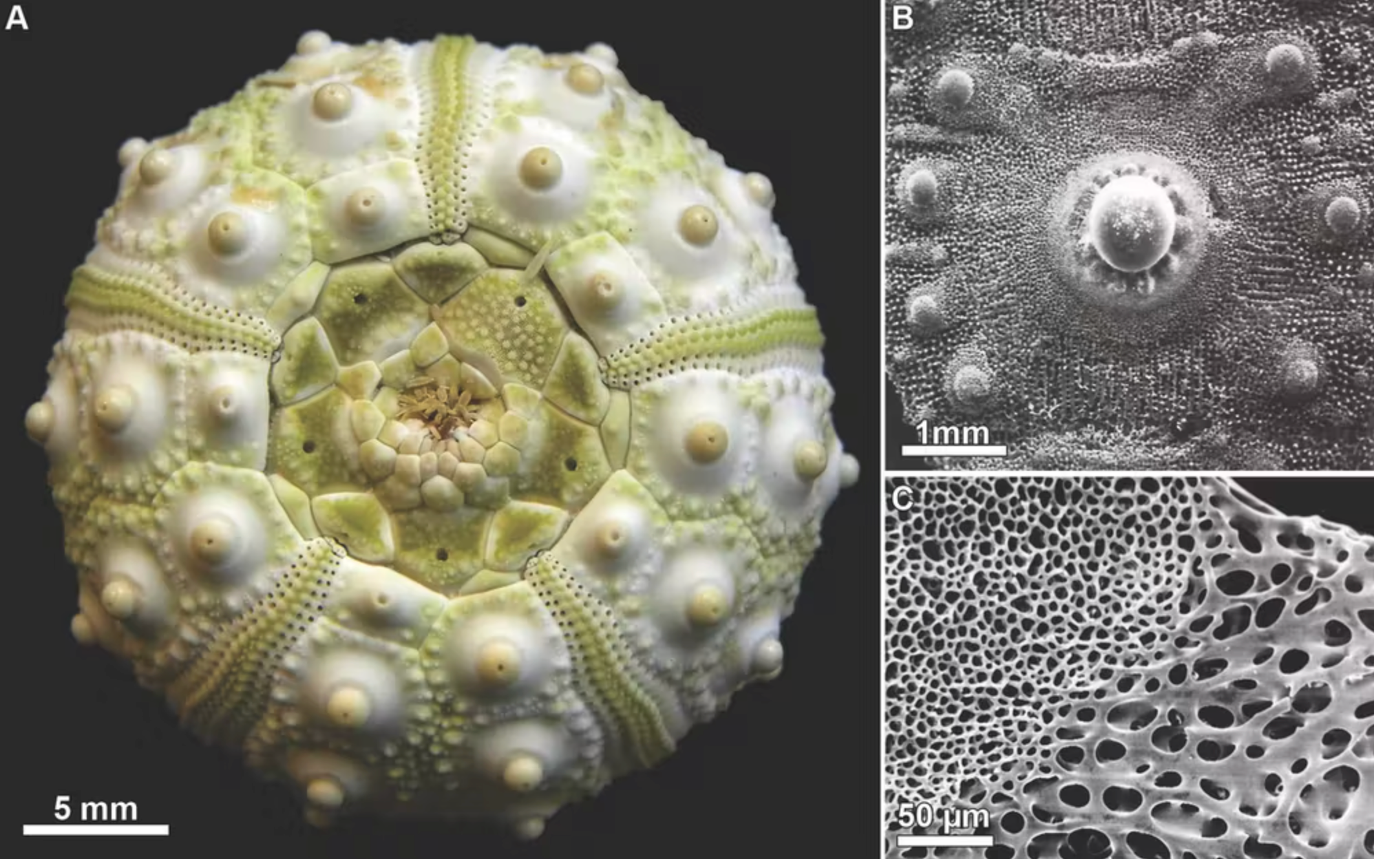 This strange 500-million-year-old sea urchin relative lost its skeleton