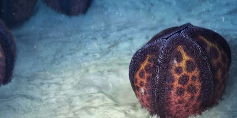 This strange 500-million-year-old sea urchin relative lost its skeleton