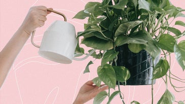 Proper drainage is the key to keeping houseplants alive. These tricks can help.