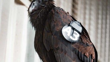 Inside the Yurok Tribe's mission to make critically endangered condors thrive