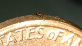 tiny microrobot on top of a coin