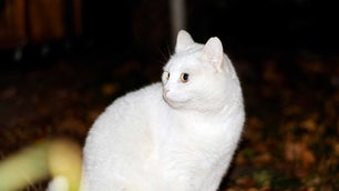 White cat outside in the night
