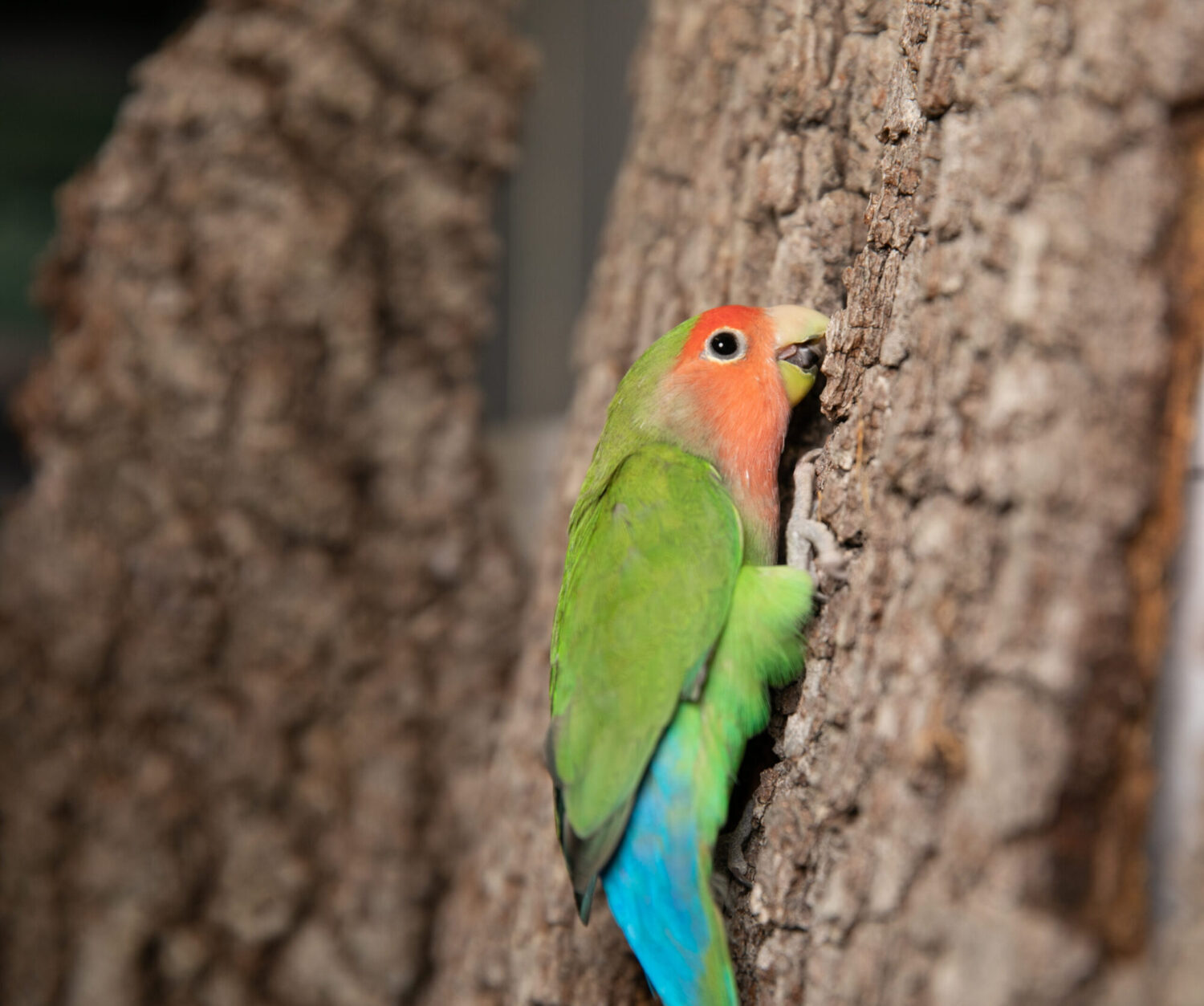 A colorful parrot hooked onto a tree with its beak.