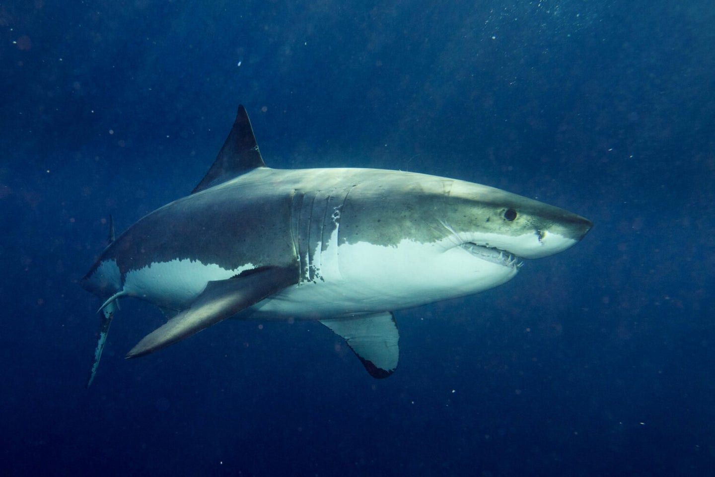 A great white shark and megalodon co-existed nearly 4 million years ago.