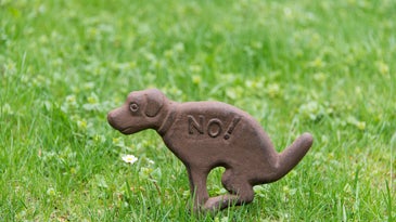 The planet needs you to pick up your dog's poop