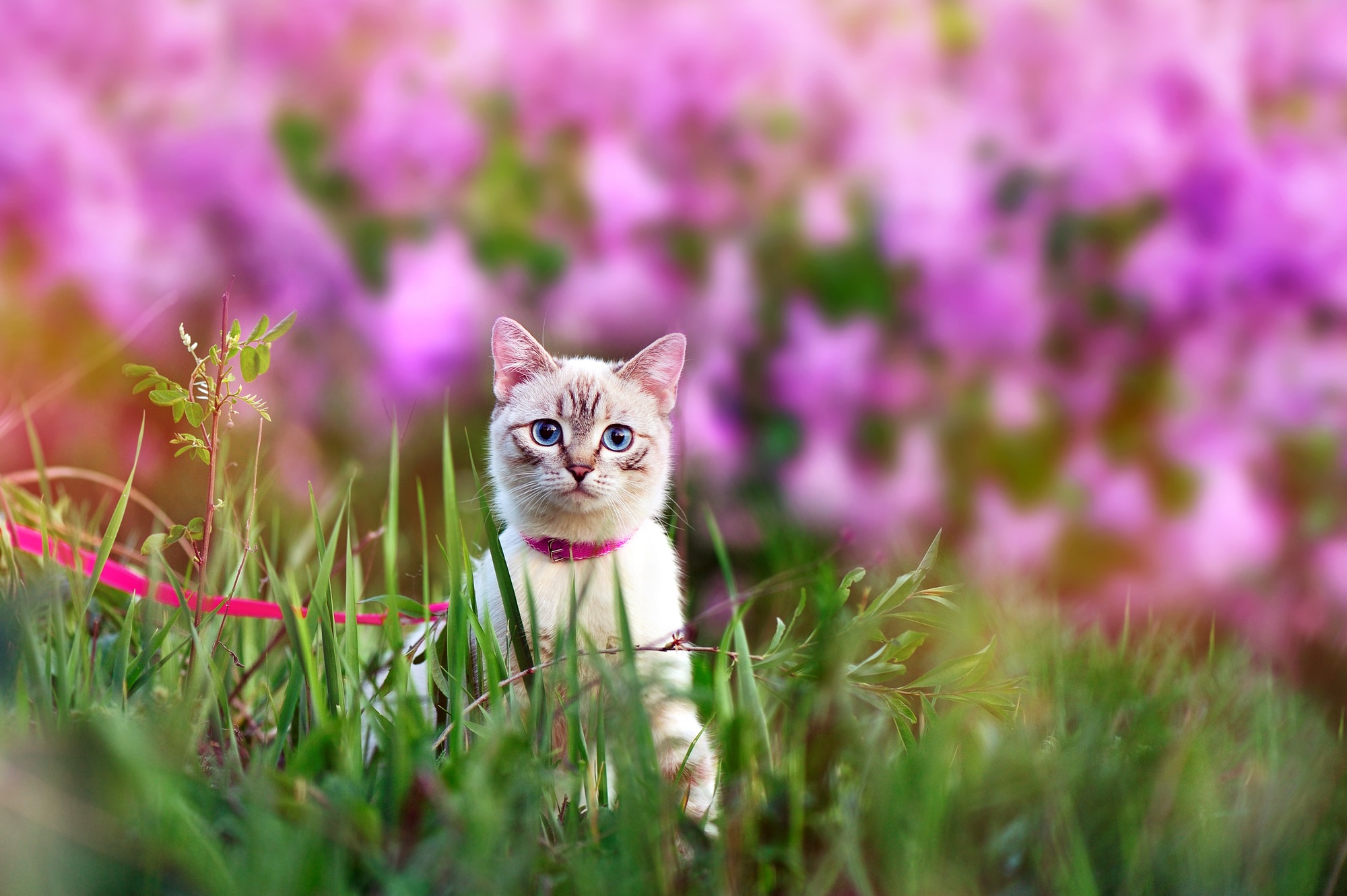 White cat on a red leash outdoors on a lawn full of pink lilac flowers