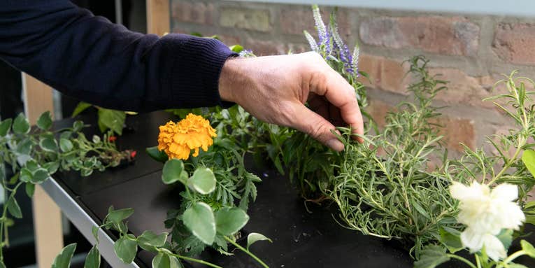 Try your hand at sustainable gardening with at-home hydroponics
