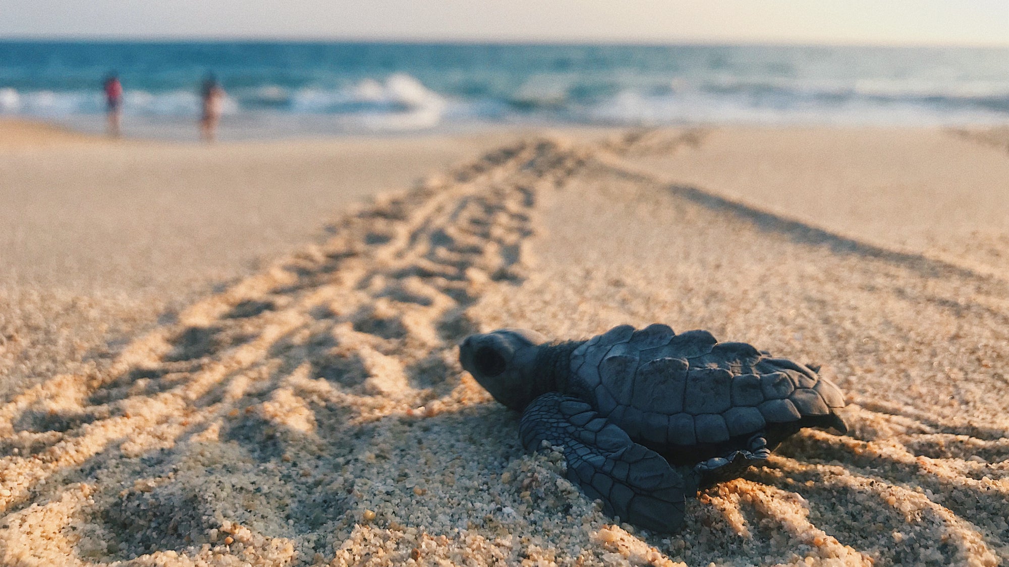 How to protect sea turtles and their nests | Popular Science