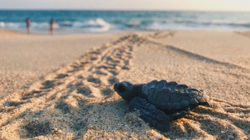 Safely share the beach with endangered sea turtles this summer