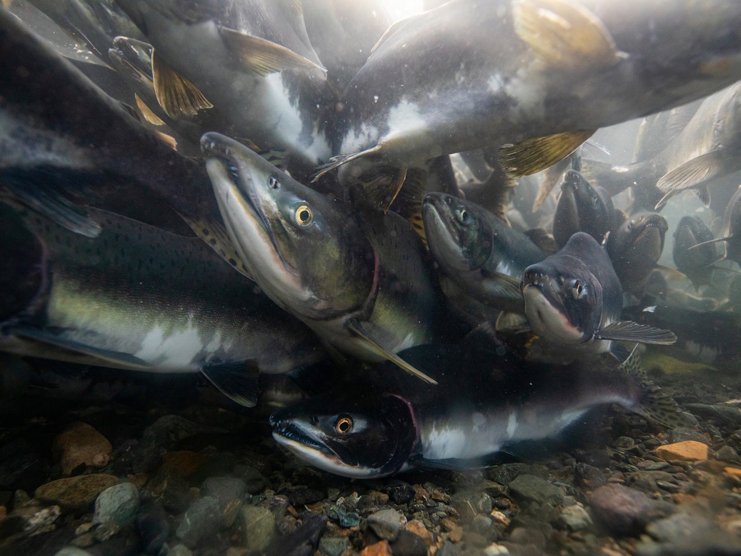 A photo of salmon in the water.
