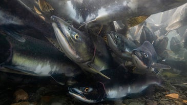 There are too many pink salmon in the Pacific