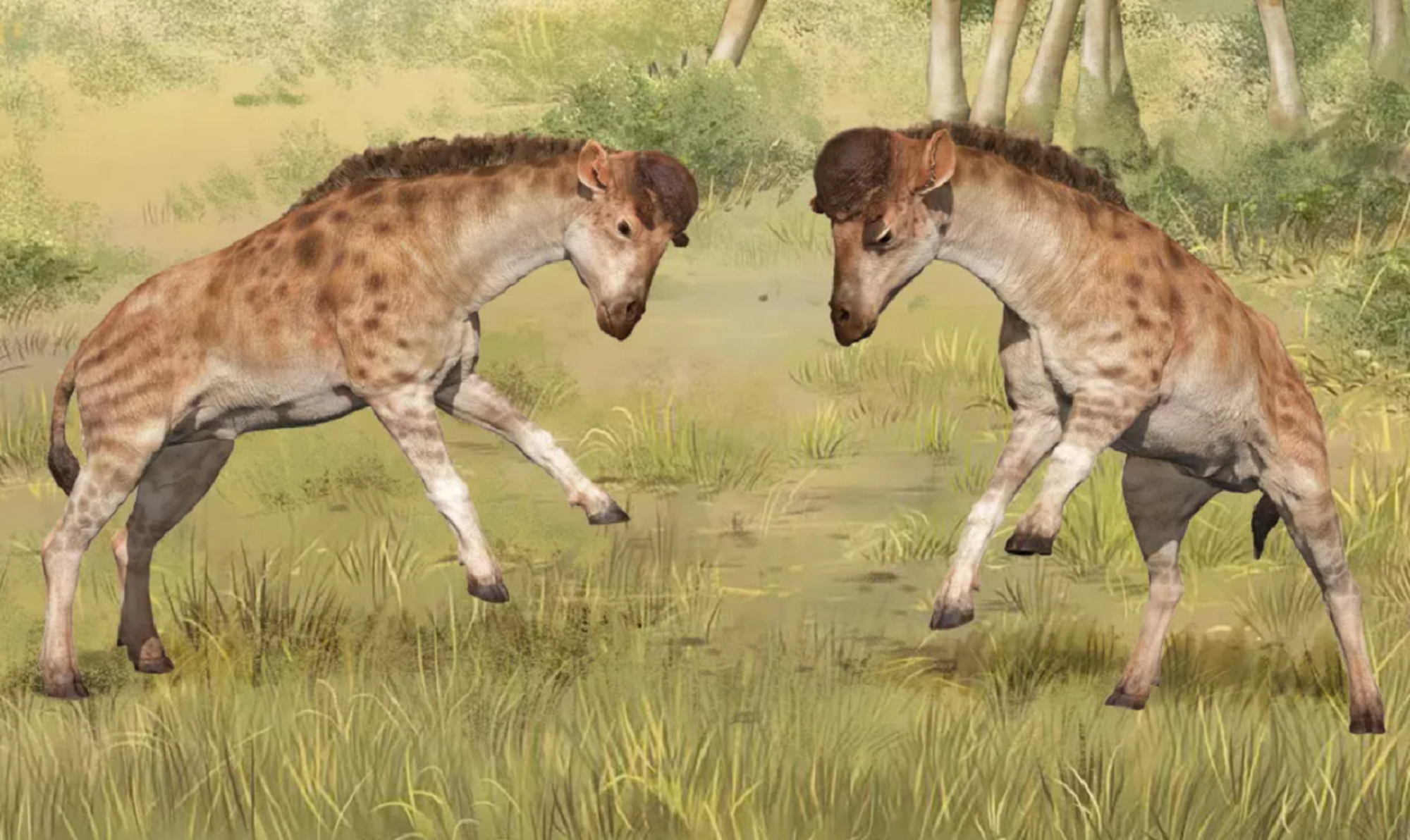 Before evolving long necks, giraffes headbutted each other for dominance